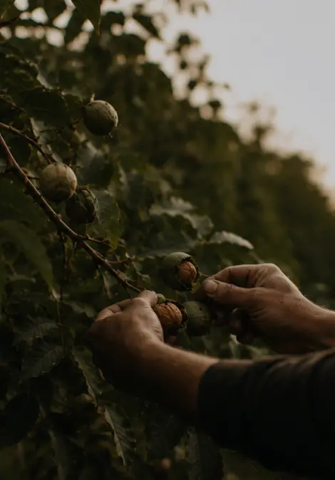StrataMarkets macadamia harvest photography