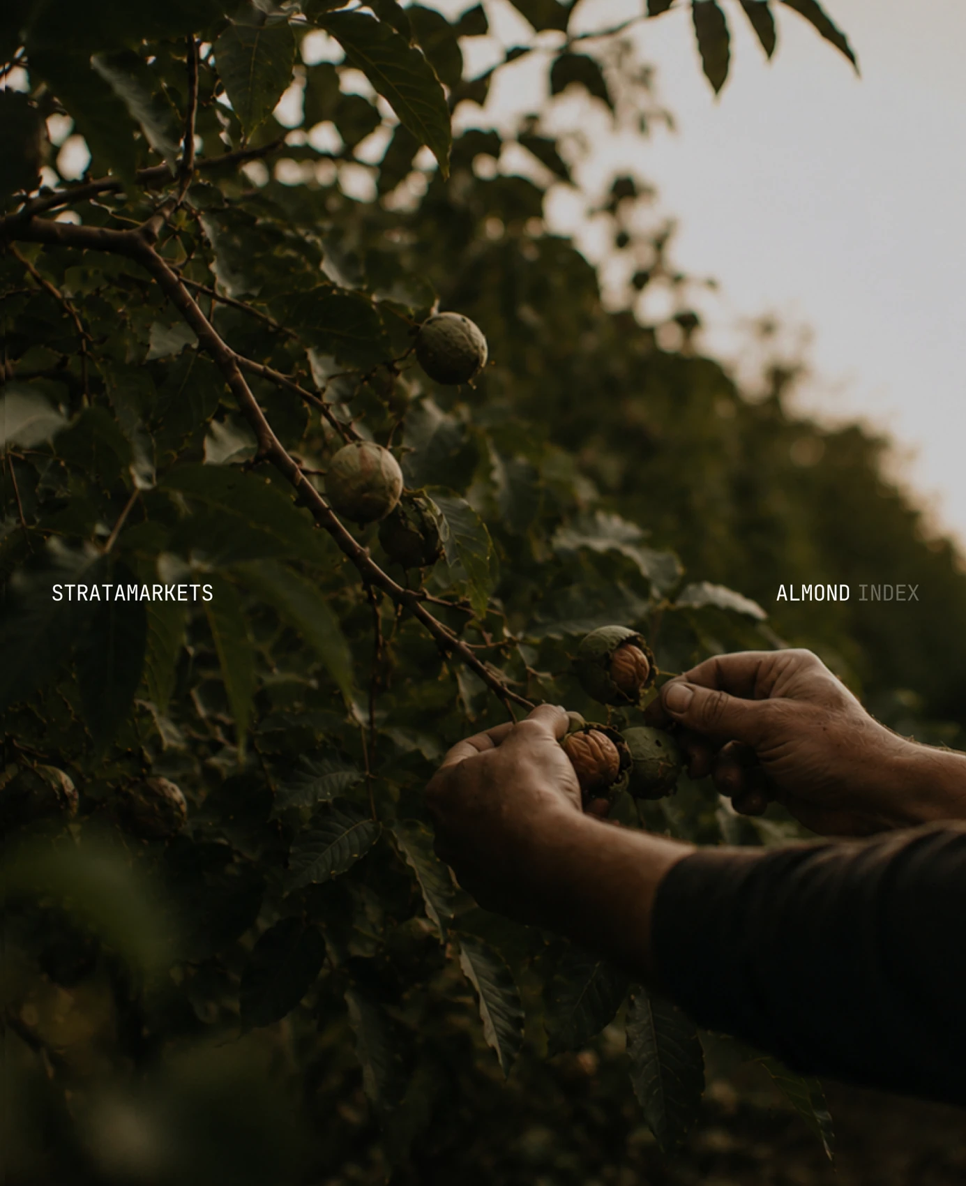 Stratamarkets Almond Index campaign showing a harvest in an orchard